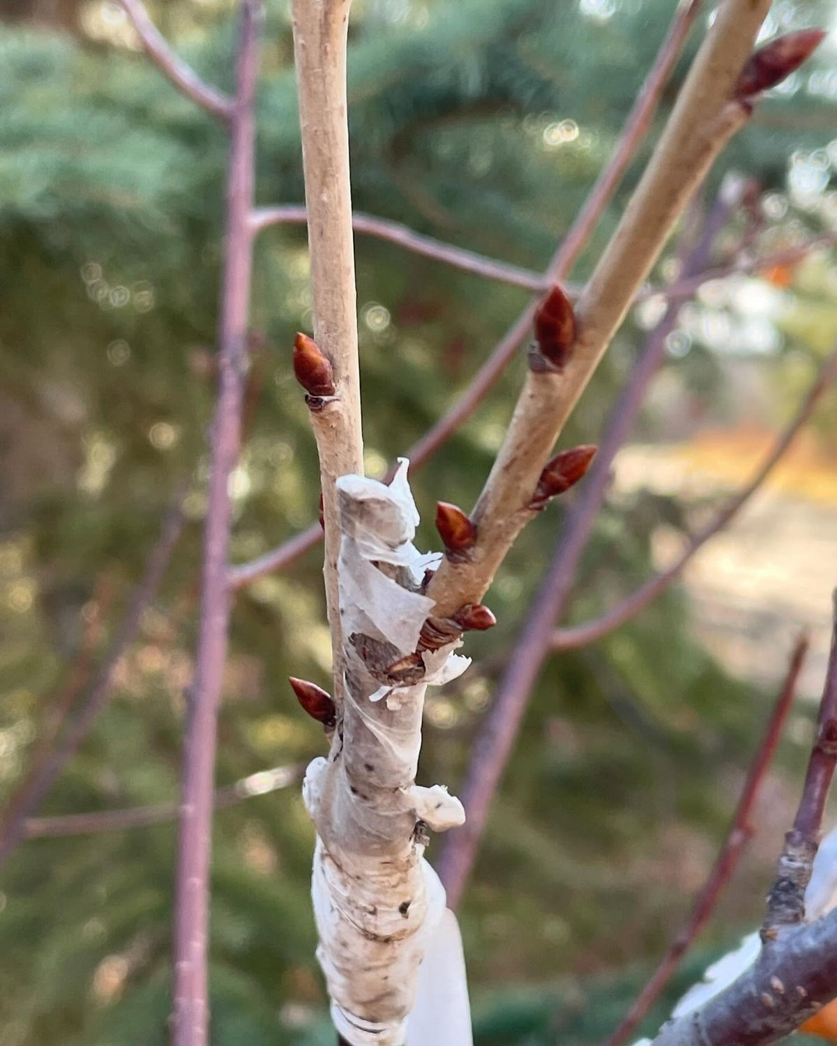 sweet cherry growing on pin cherry, image 3 of 5