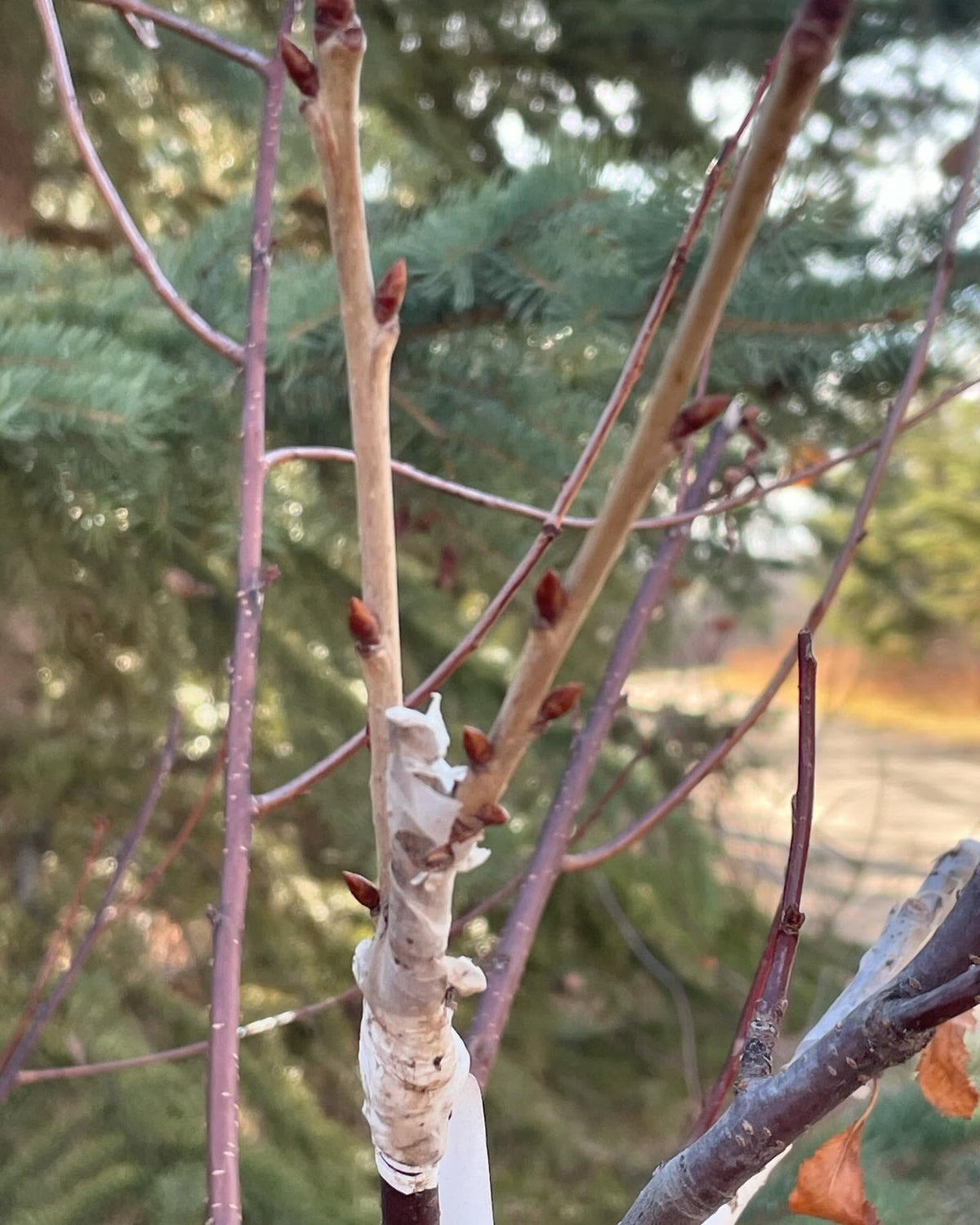 sweet cherry growing on pin cherry, image 5 of 5