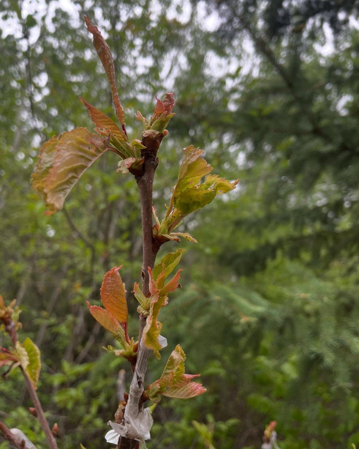 sweet cherry leafing out after a winter with a dozen nights at -38, max -40C, image 1 of 3