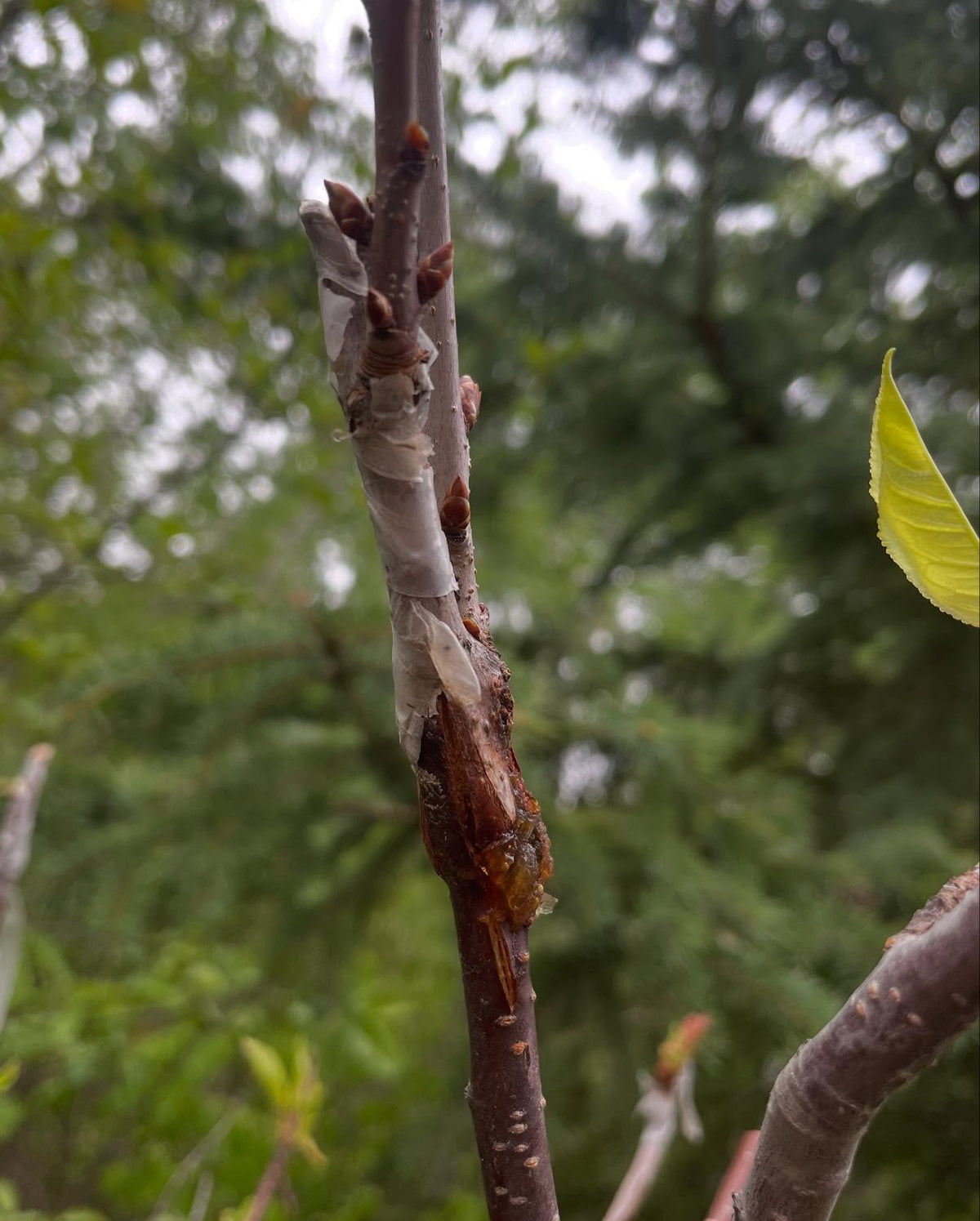 sweet cherry leafing out after a winter with a dozen nights at -38, max -40C, image 2 of 3