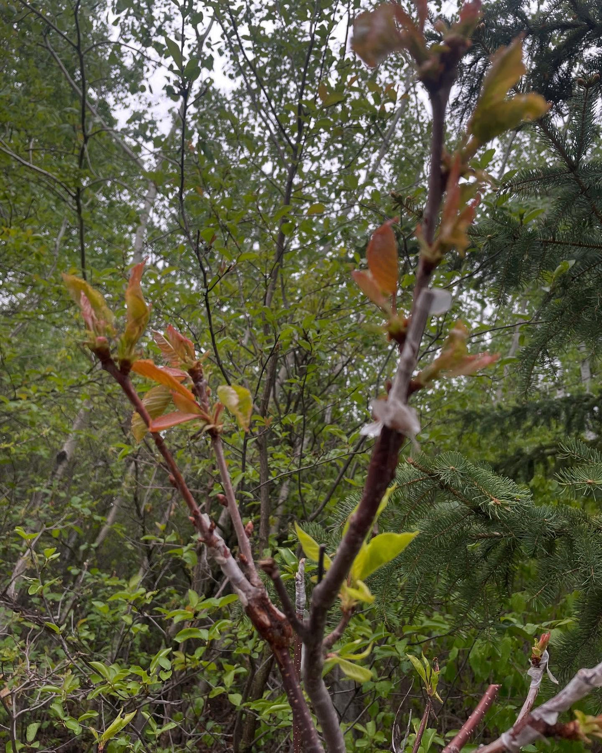 sweet cherry leafing out after a winter with a dozen nights at -38, max -40C, image 3 of 3