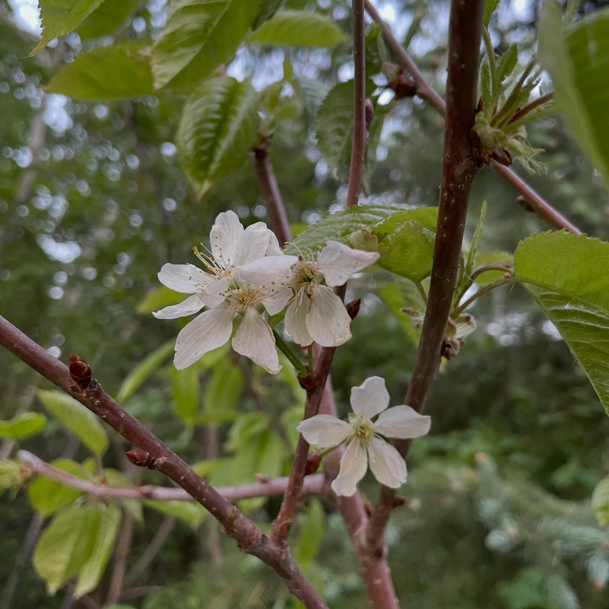 sweet cherry, Prunus avium - a russian cultivar Lenningrad Black, image 1 of 4