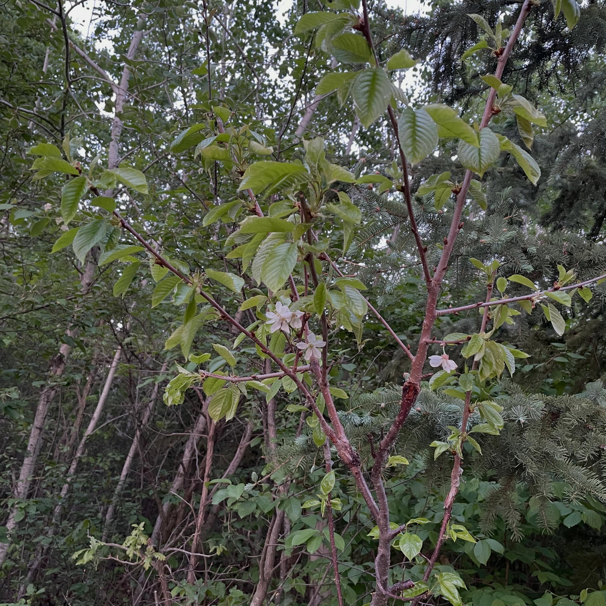 sweet cherry, Prunus avium - a russian cultivar Lenningrad Black, image 2 of 4