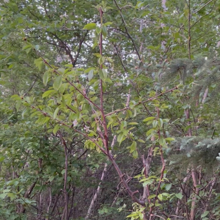 sweet cherry, Prunus avium - a russian cultivar Lenningrad Black, image 3 of 4