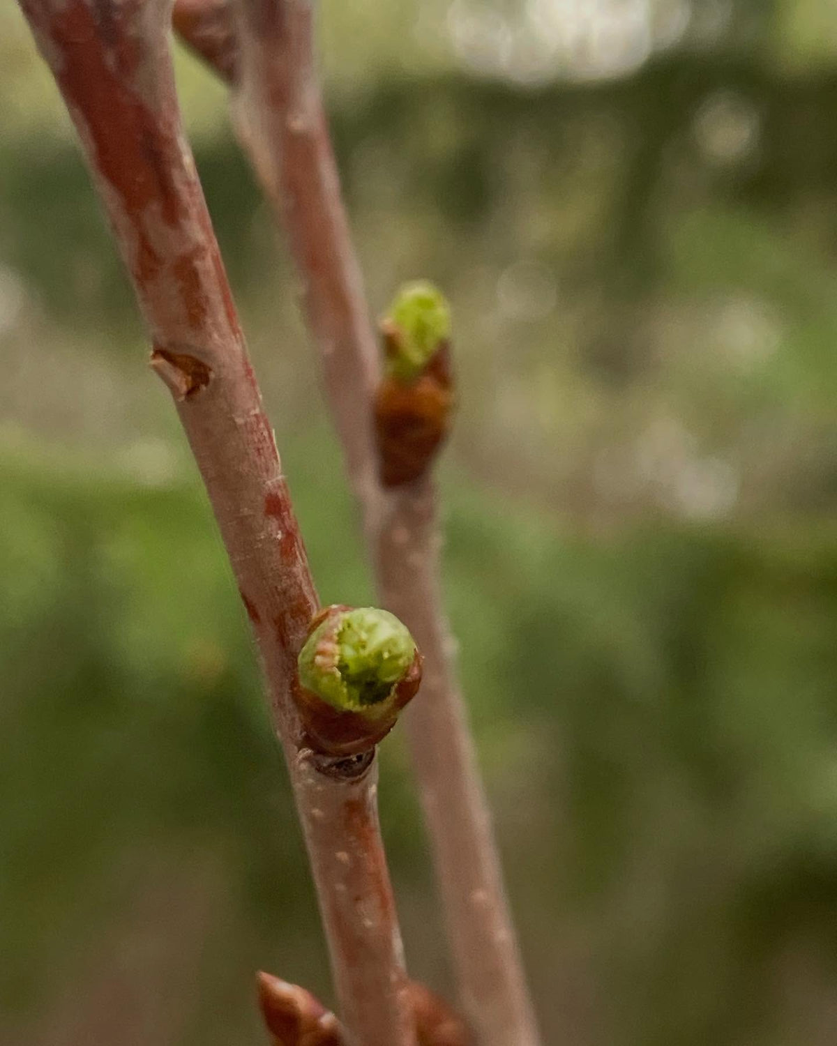 sweet cherry survived -40C and leafing out, image 1 of 2