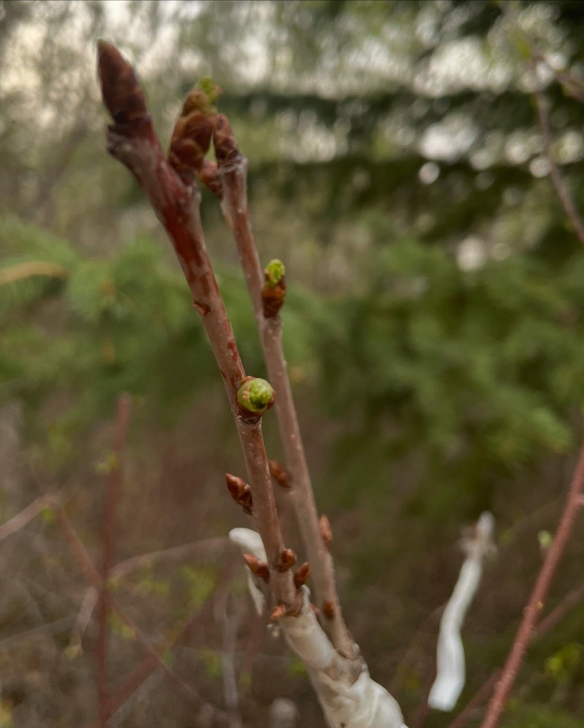 sweet cherry survived -40C and leafing out, image 2 of 2