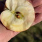 Sweet Konrad apple cut open to show the flesh and core. Photograph by: Konrad Ilg