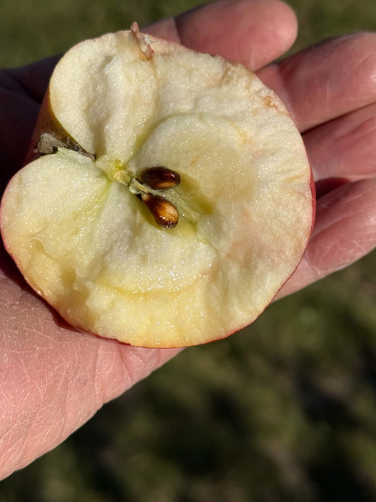 Sweet Konrad apple cut open to show the flesh and core. Photograph by: Konrad Ilg