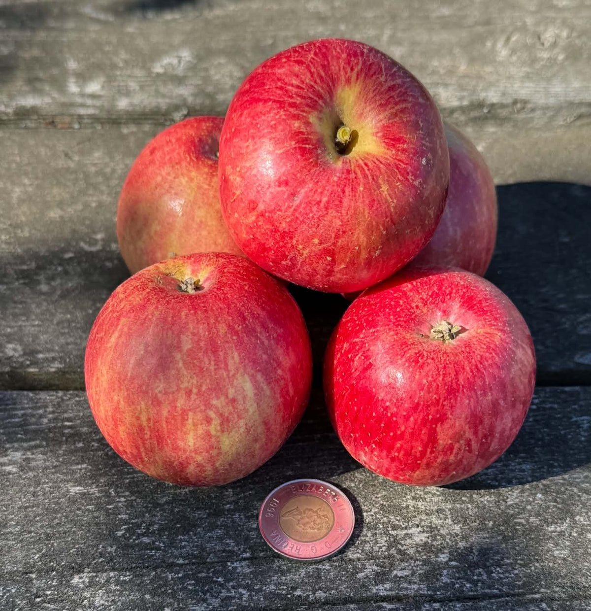 Four red Sweet Konrad apples beside a Canadian one dollar coin