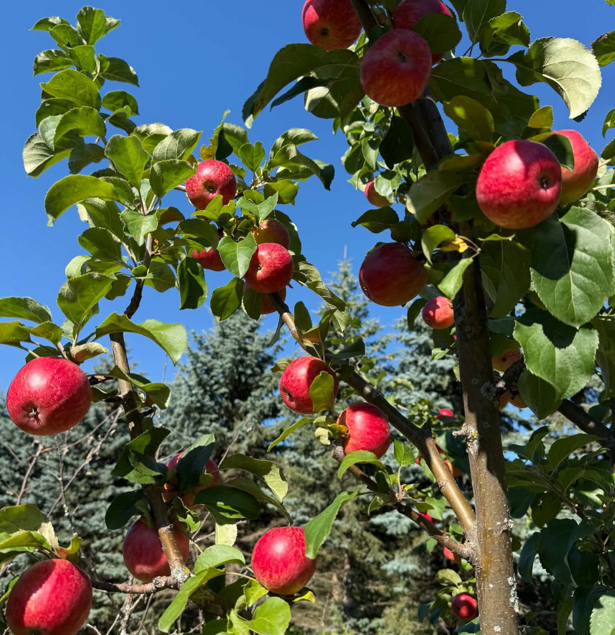 Ripe red Sweet Konrad apples on a tree against a blue sky