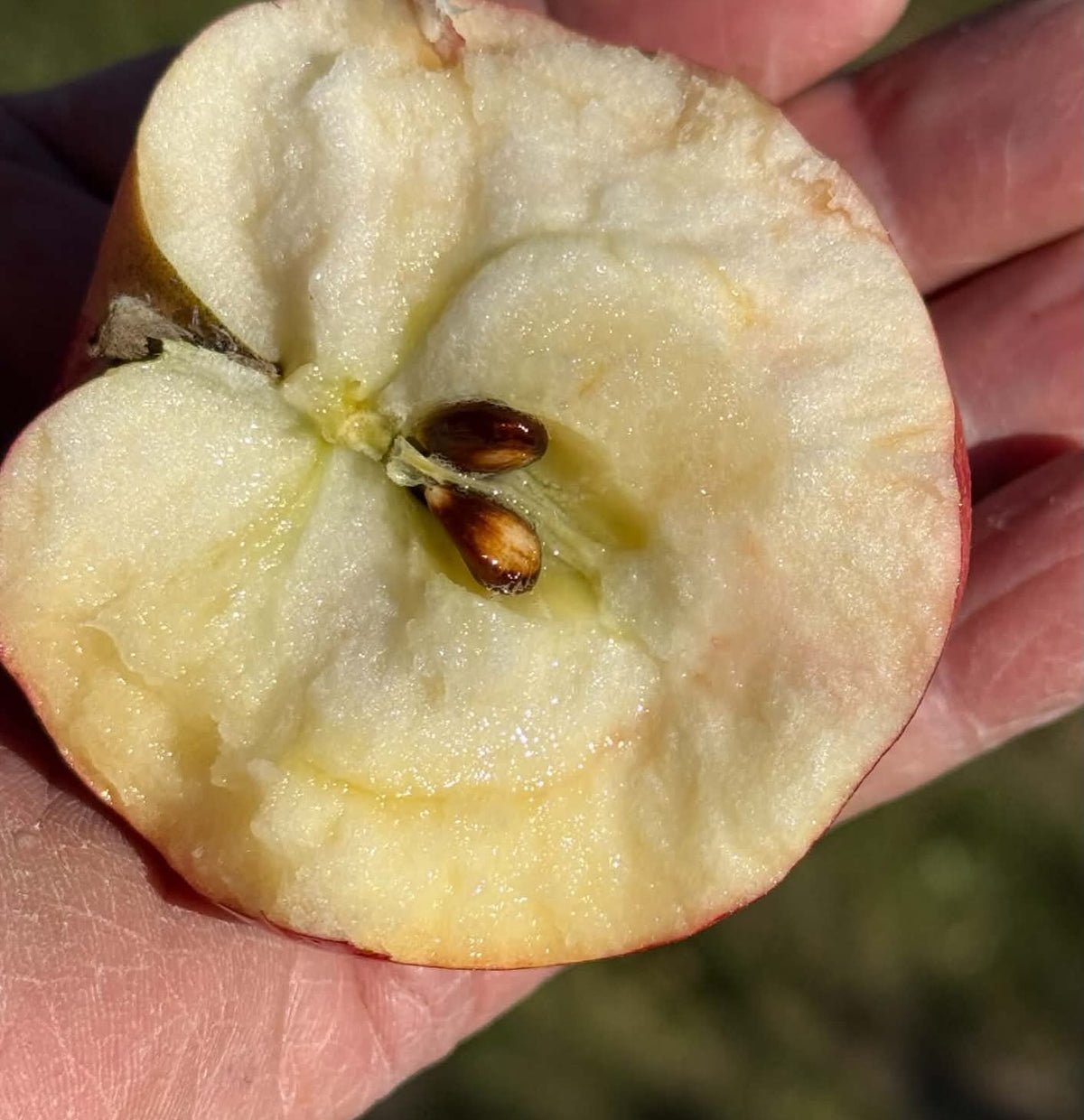 Cut Sweet Konrad apple showing pale flesh and brown seeds