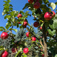 Red Sweet Konrad apples growing on a leafy branch. Photograph by: Konrad Ilg