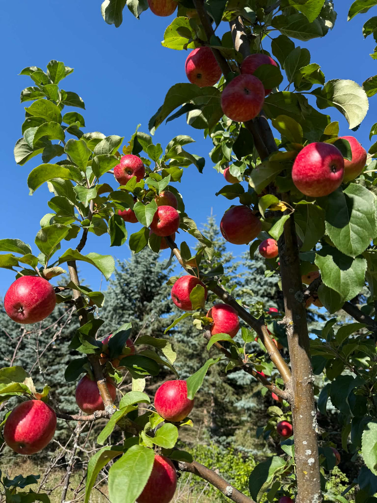 Red Sweet Konrad apples growing on a leafy branch. Photograph by: Konrad Ilg