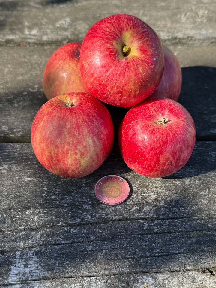 Sweet Konrad apples on a wooden table with a coin for scale. Photograph by: Konrad Ilg
