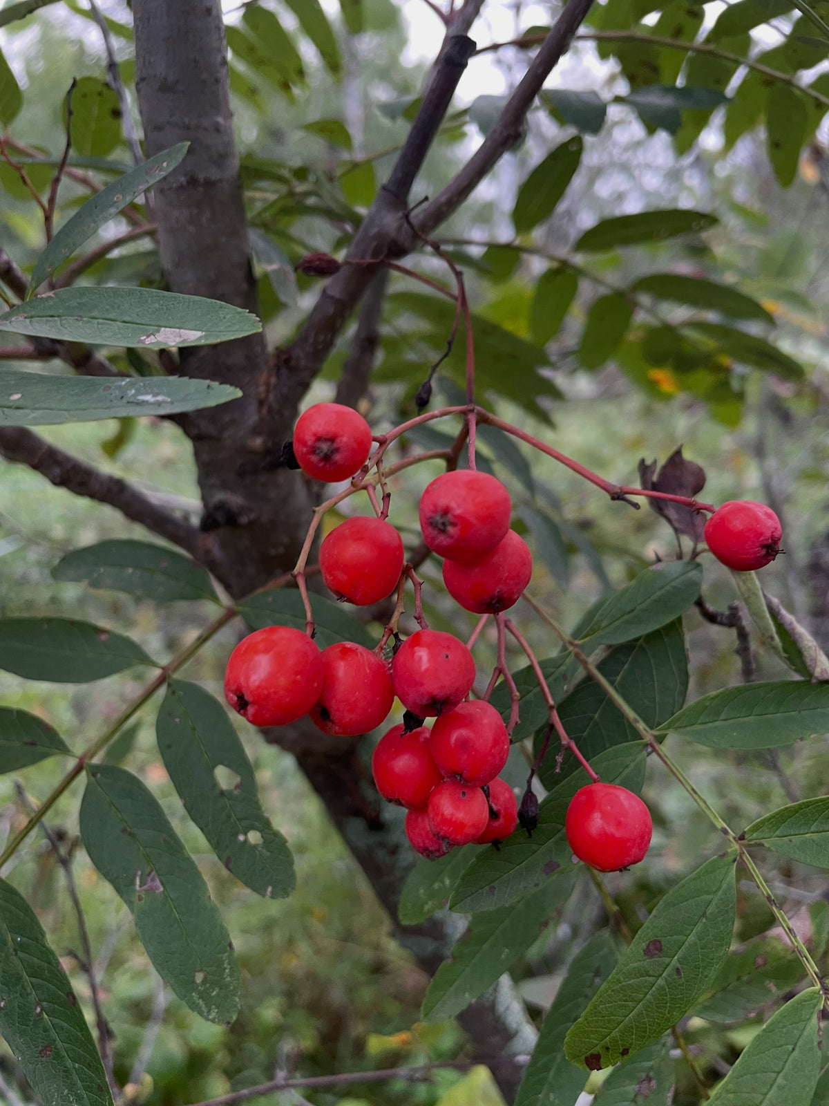Bright red sweet mountain ash fruit hanging among compound leaves, photograph 1 of 5