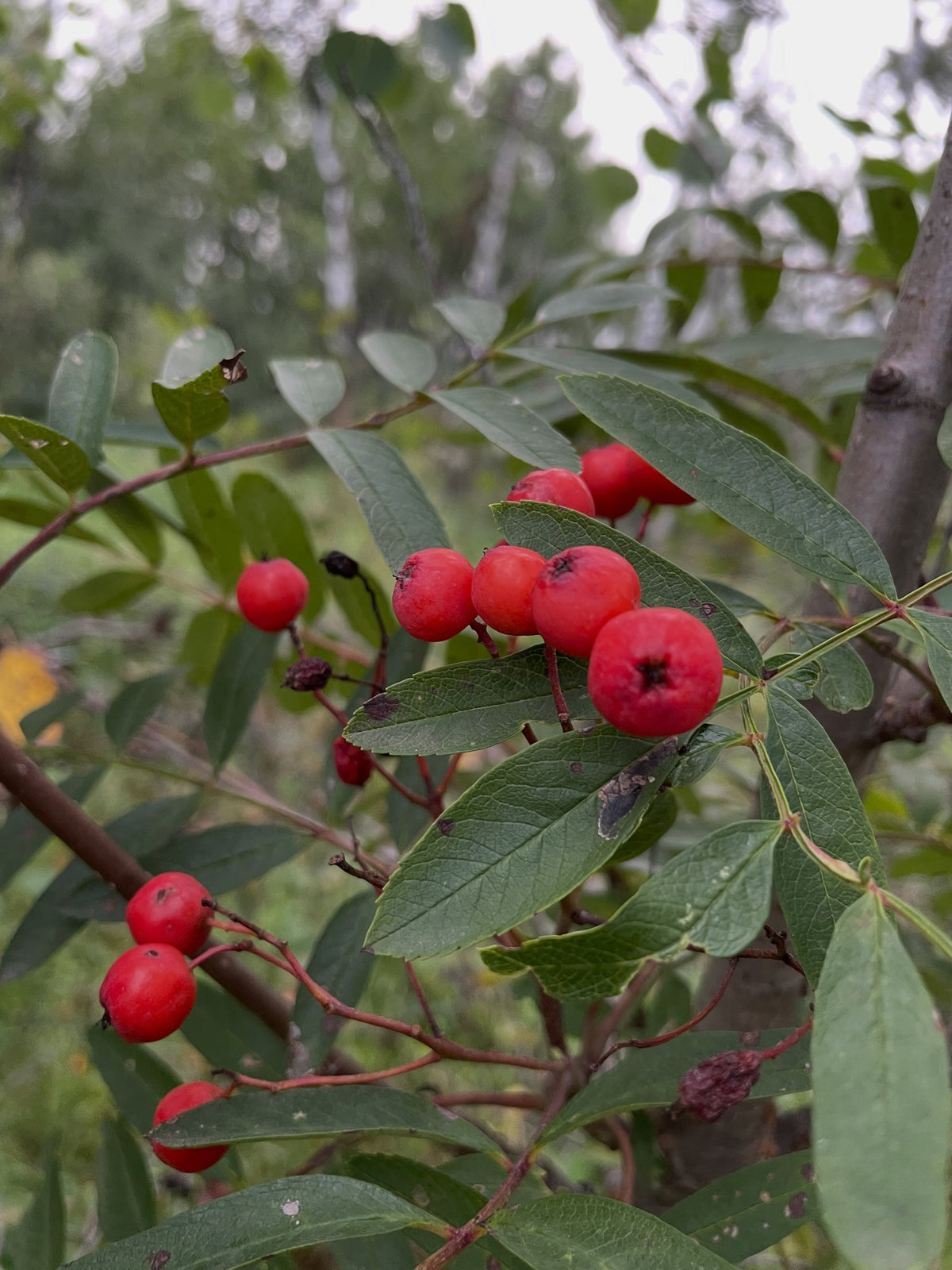 A close cluster of ripe red sweet mountain ash fruit on the grafted tree, photograph 2 of 5