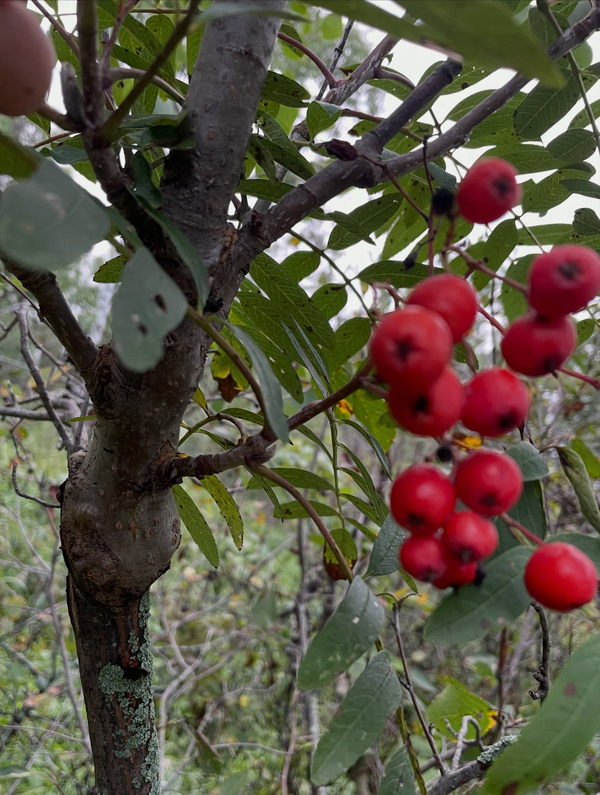 The sweet mountain ash graft union and trunk behind a cluster of red fruit, photograph 3 of 5
