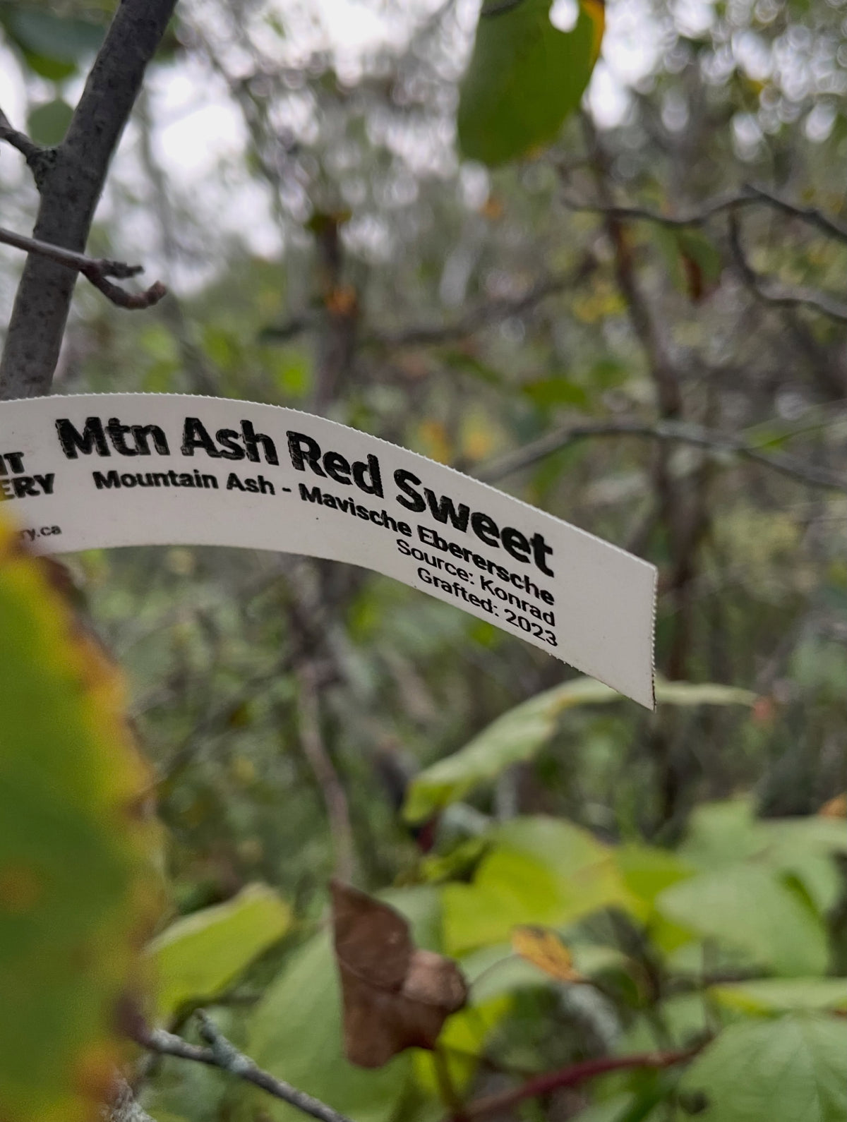 Nursery label reading Mtn Ash Red Sweet on the grafted mountain ash, photograph 4 of 5