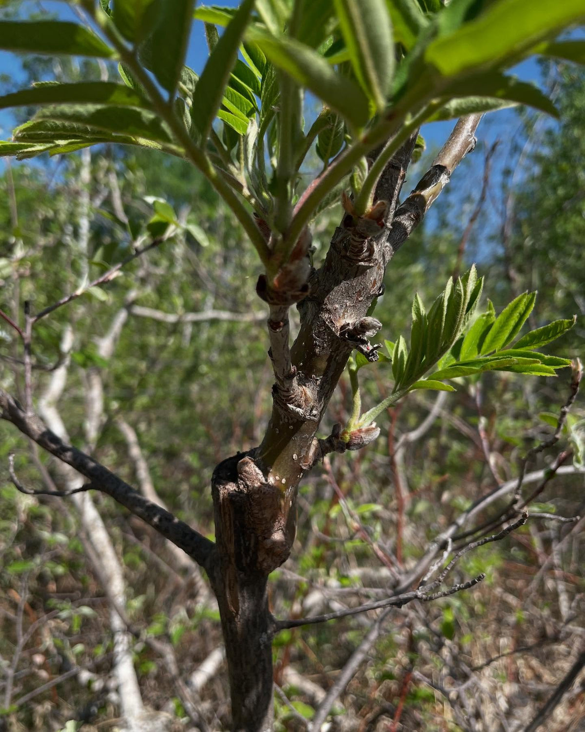 sweet mountain ash grafted to saskatoon, image 1 of 2