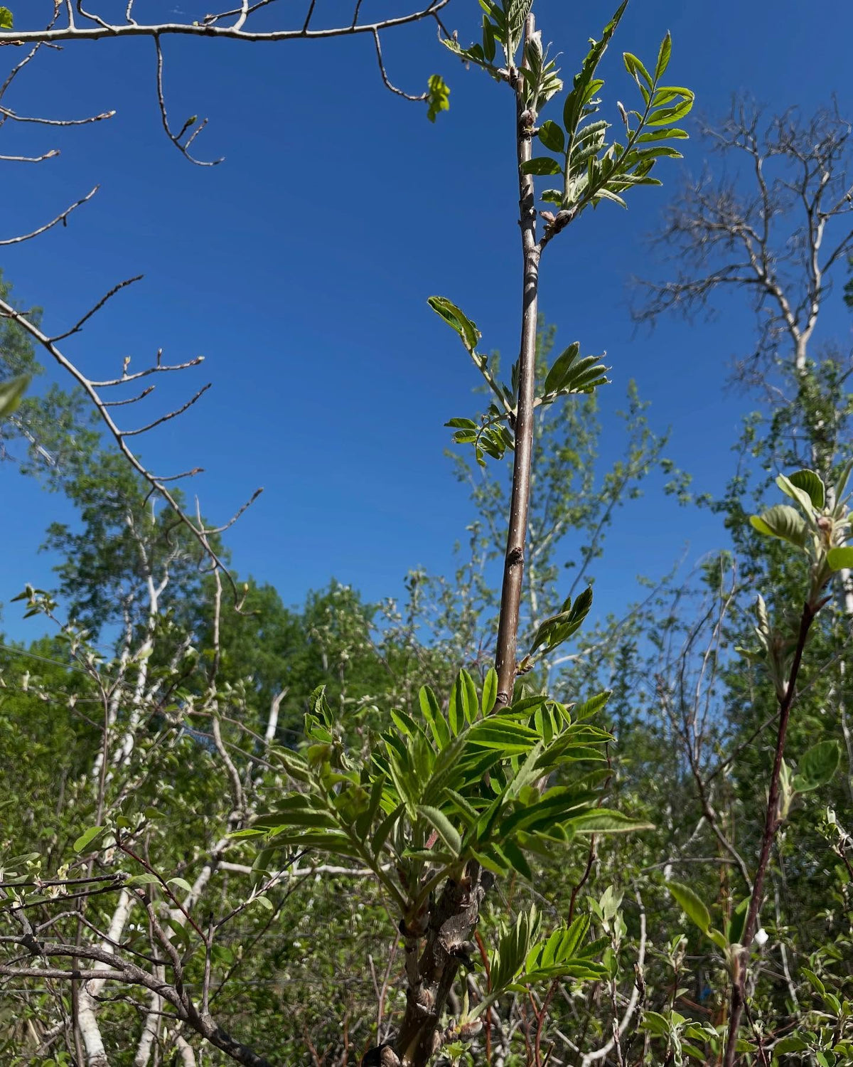 sweet mountain ash grafted to saskatoon, image 2 of 2