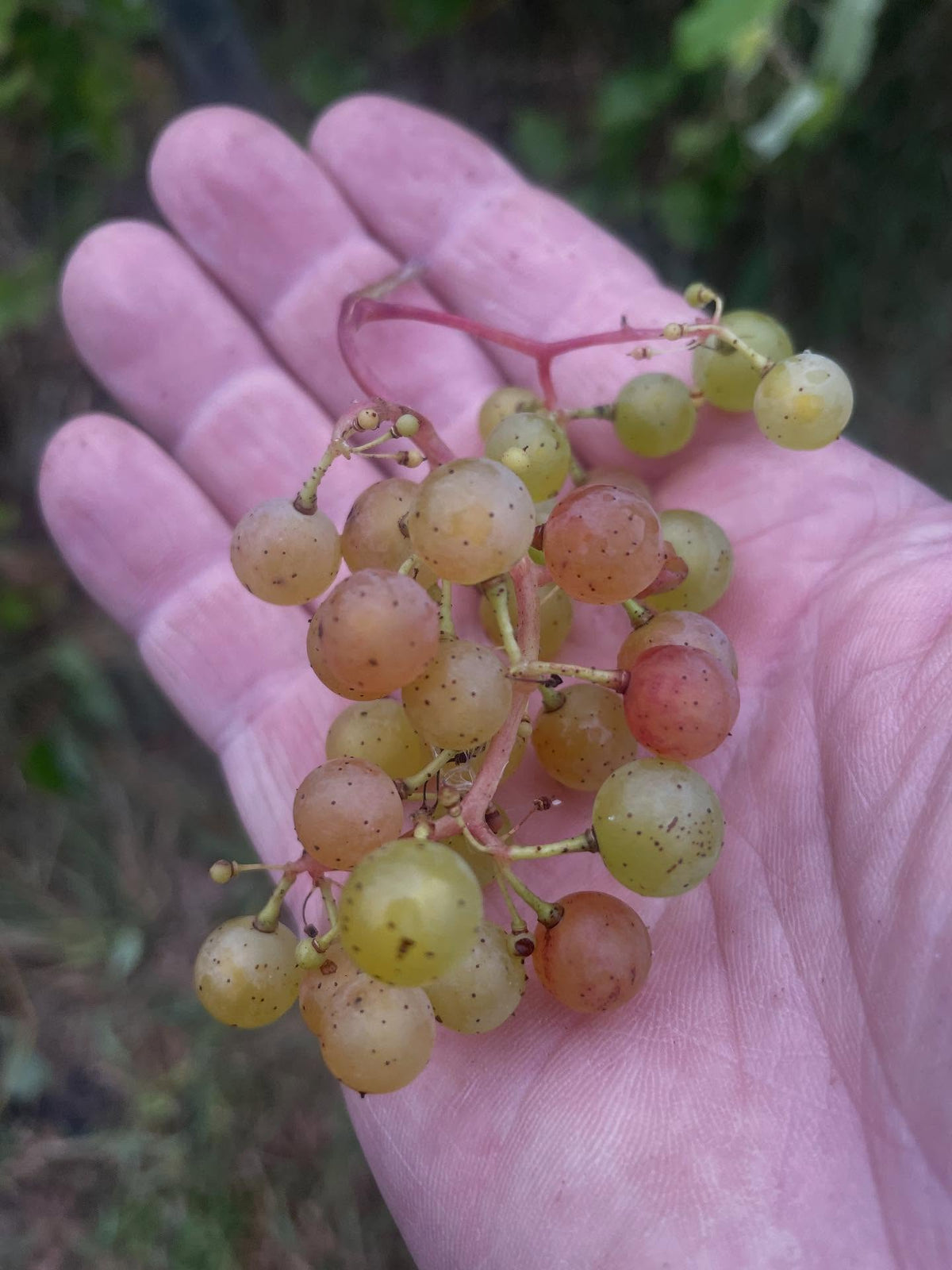 sweet seedless grapes, ripe even with the light color, image 1 of 4