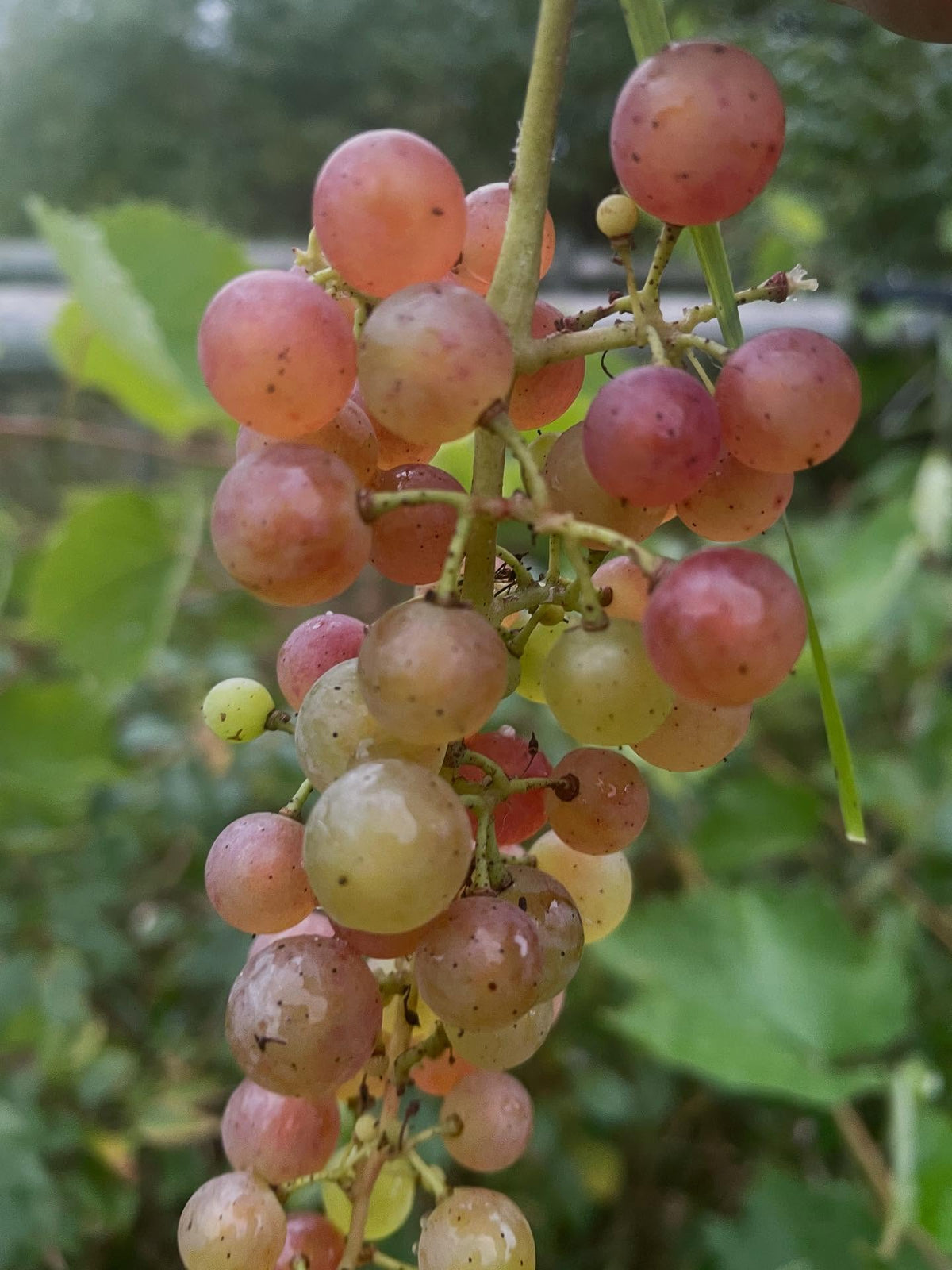 sweet seedless grapes, ripe even with the light color, image 2 of 4