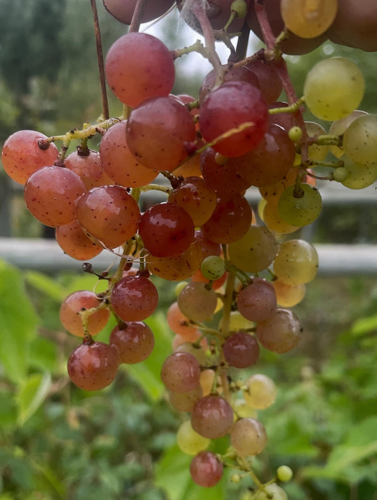 sweet seedless grapes, ripe even with the light color, image 3 of 4