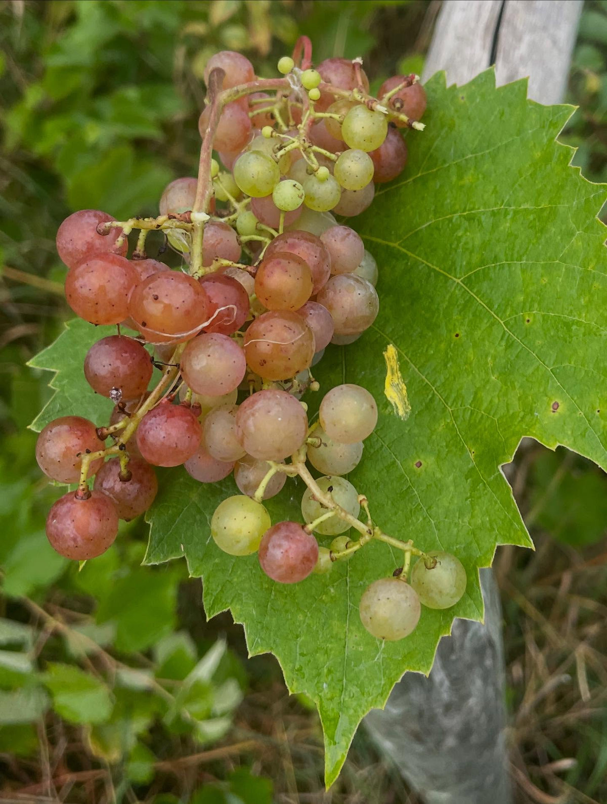 sweet seedless grapes, ripe even with the light color, image 4 of 4