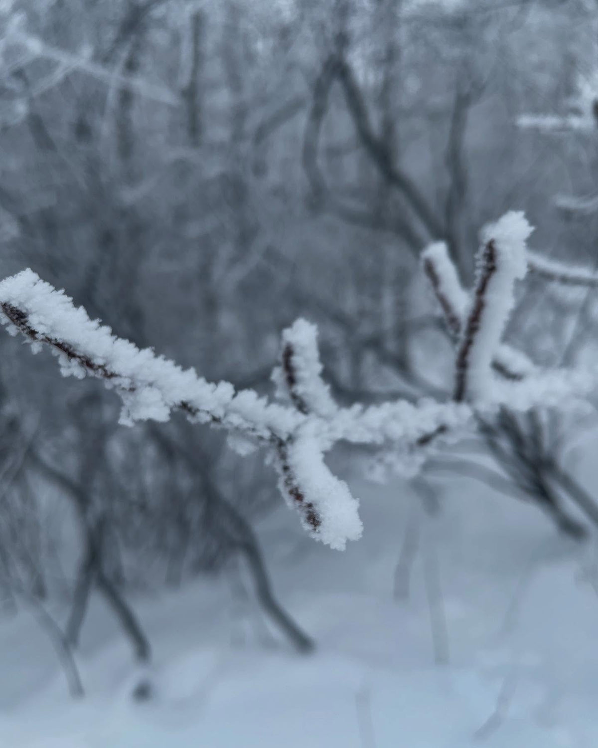 talking about chokecherry as a rootstock, image 4 of 5