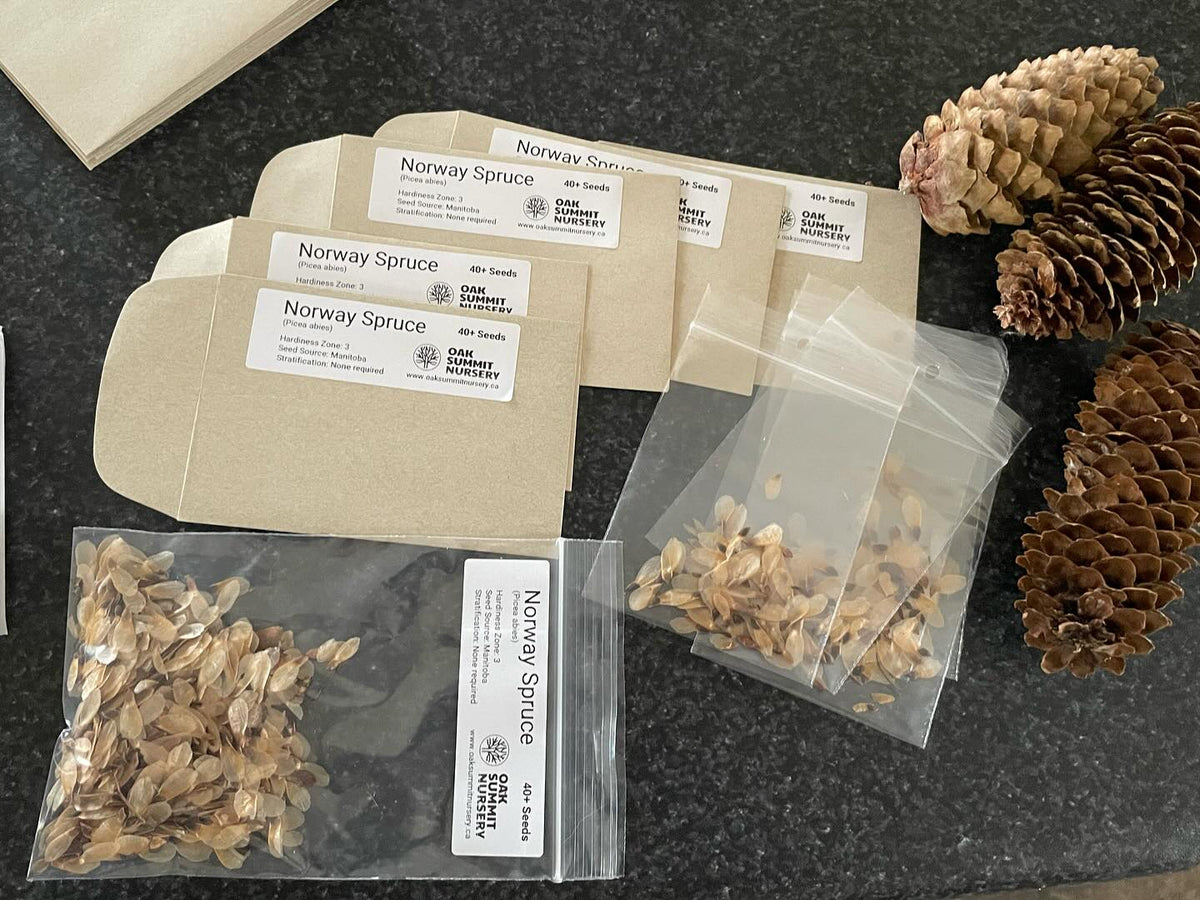 thanks to a friend with an old norway spruce in the back tard I was able to restock with some early winter foraging