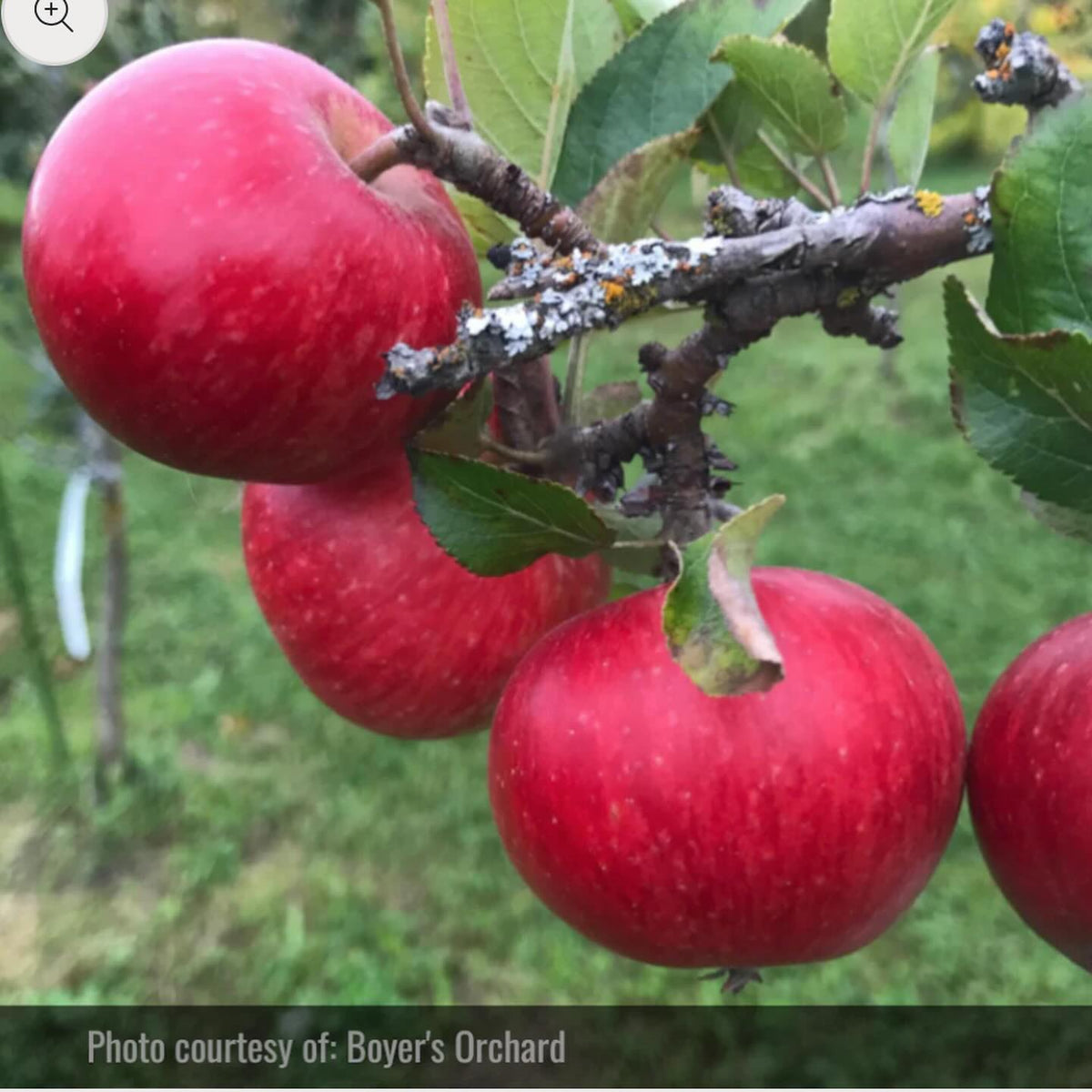 thanks to Boyer’s Orchard in Anchorage for contributing photos for our website, image 2 of 5