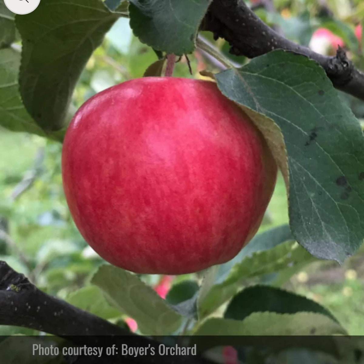 thanks to Boyer’s Orchard in Anchorage for contributing photos for our website, image 3 of 5