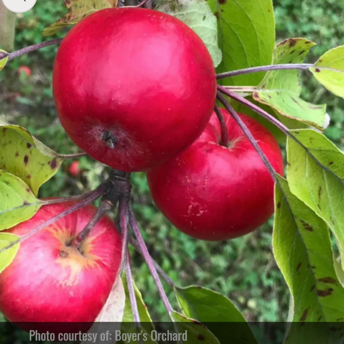 thanks to Boyer’s Orchard in Anchorage for contributing photos for our website, image 4 of 5