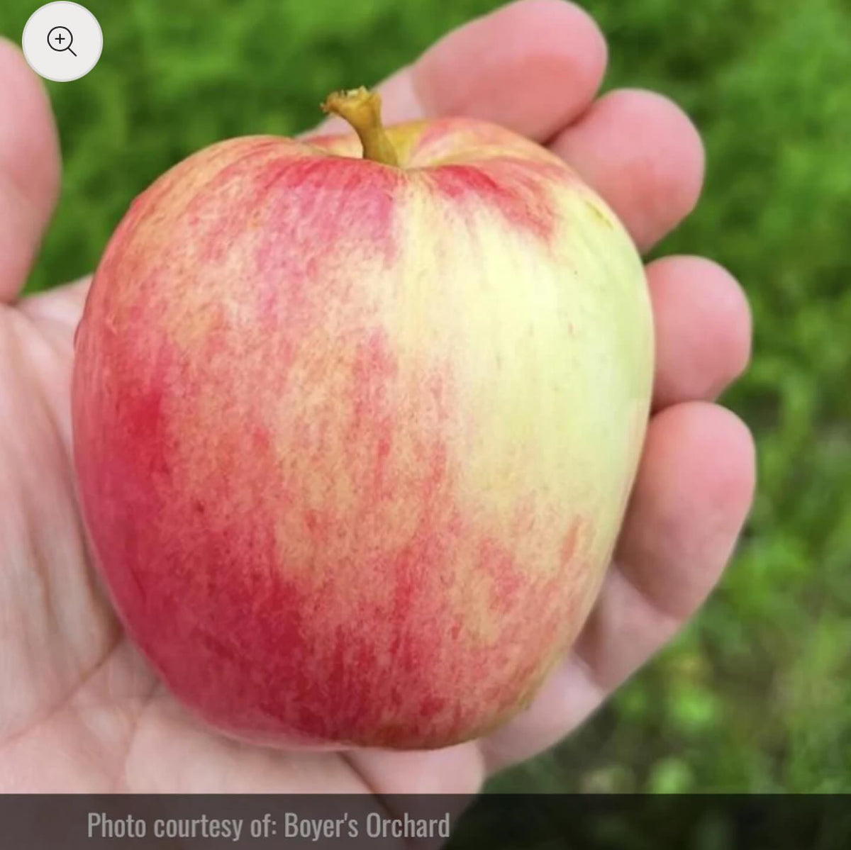 thanks to Boyer’s Orchard in Anchorage for contributing photos for our website, image 5 of 5