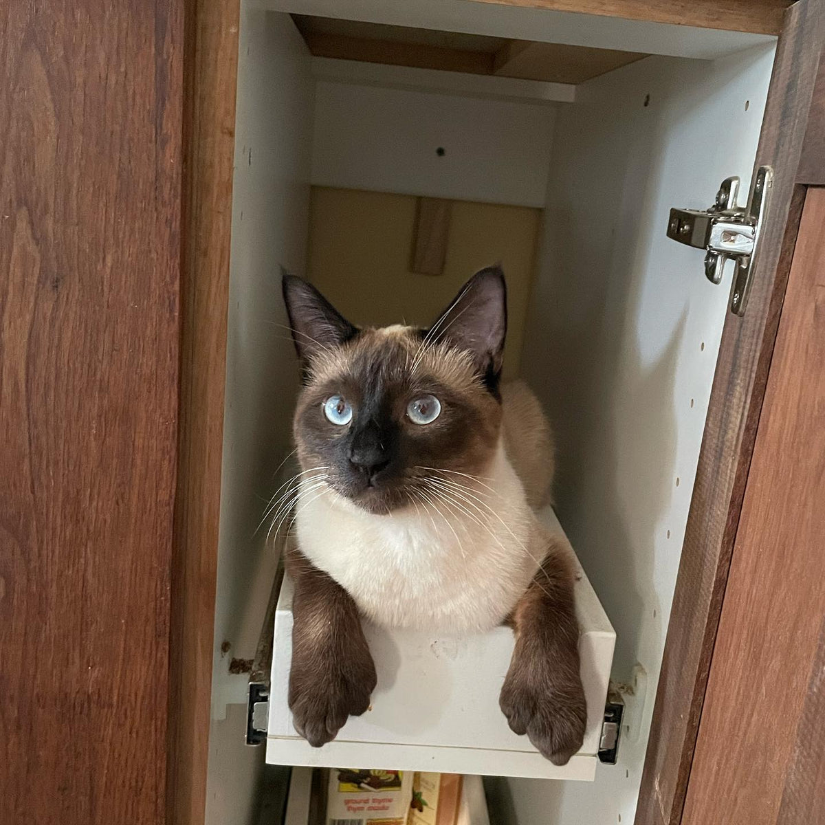 the day your cat learns there’s a cat bed inside the cupboards #cat #catlife #siamesecat #polydactylcat
