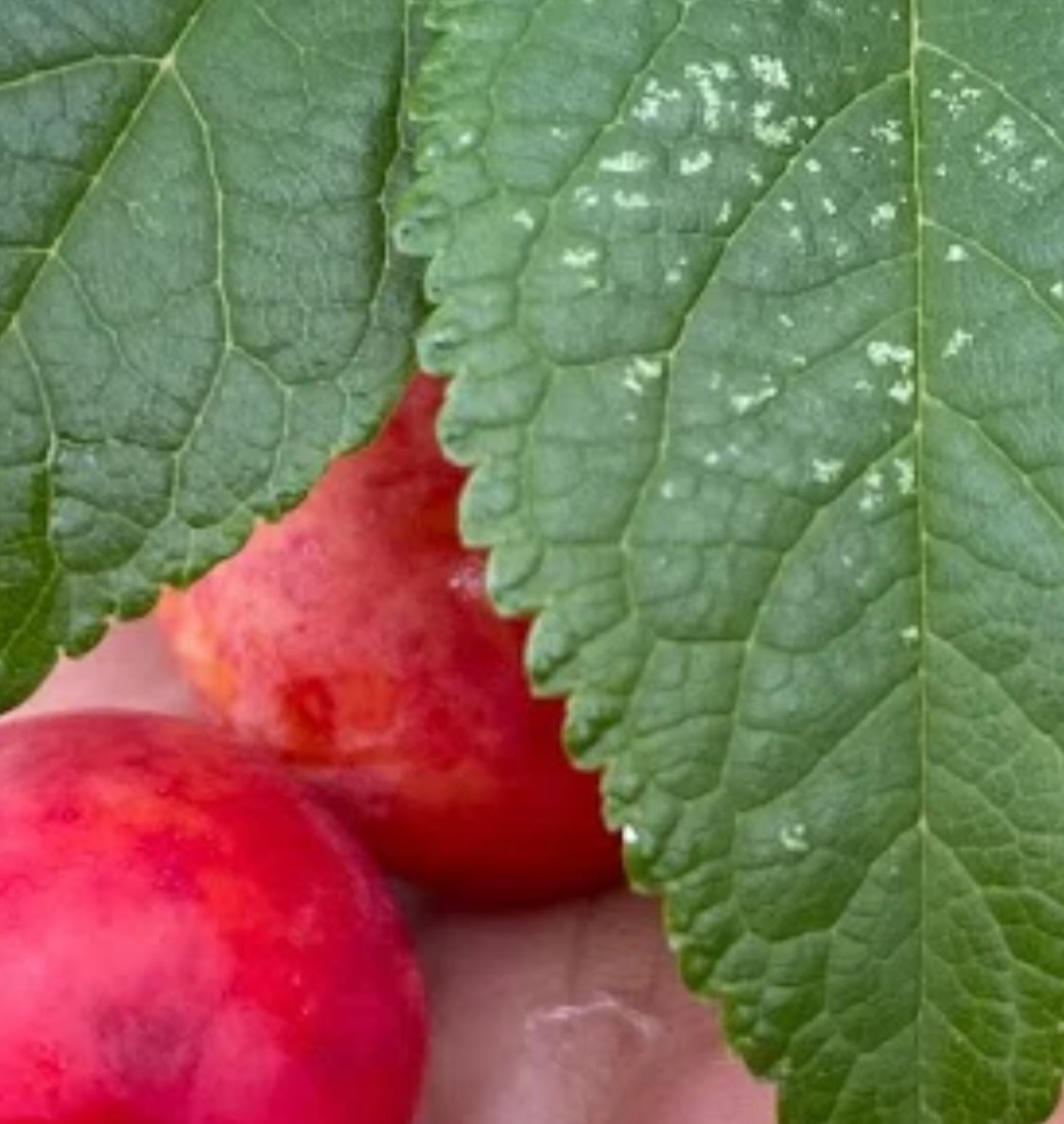 the elusive Canada wild plum, note the leaf margins, smooth bumps are called crenate, image 1 of 5