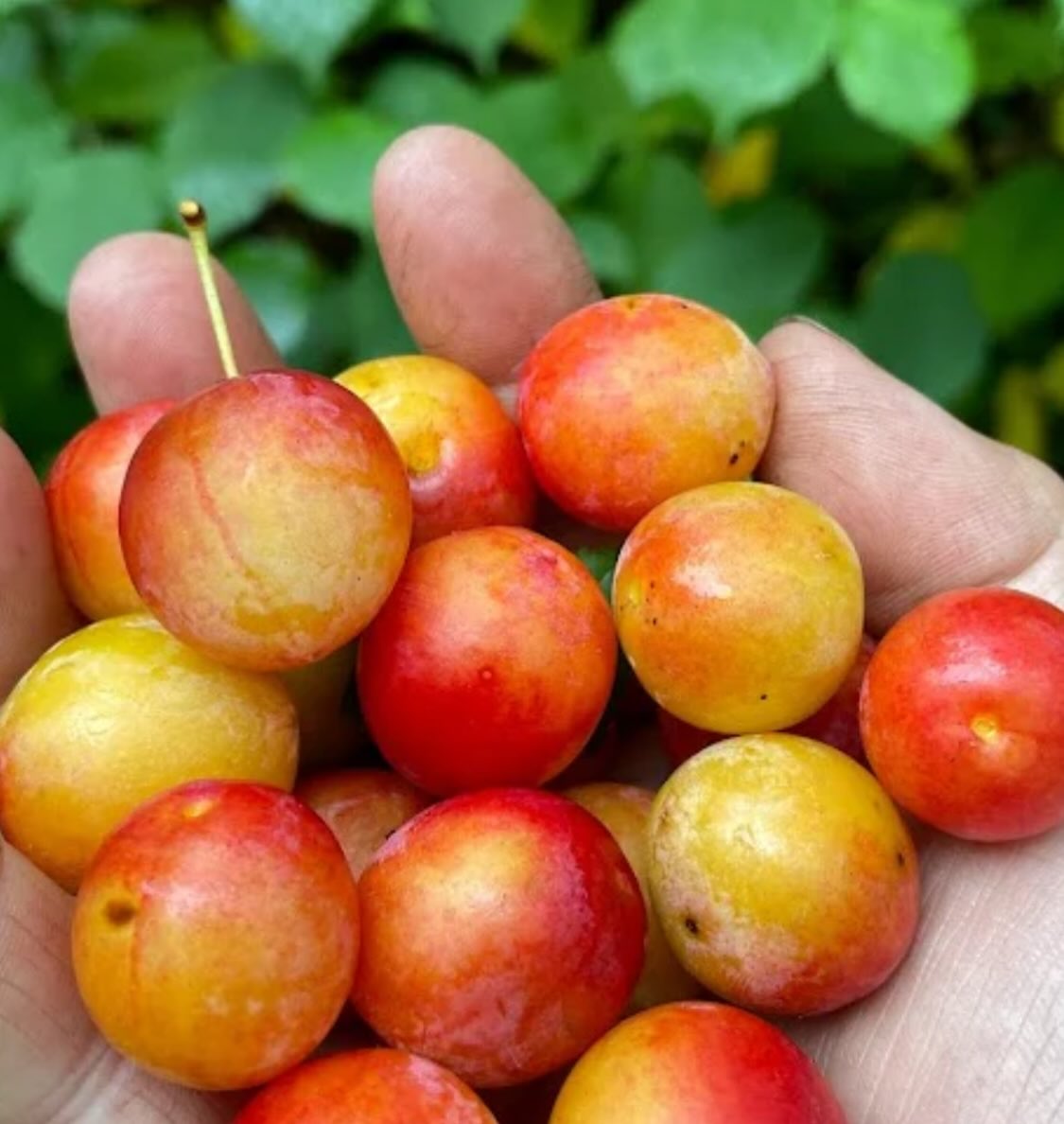 the elusive Canada wild plum, note the leaf margins, smooth bumps are called crenate, image 2 of 5