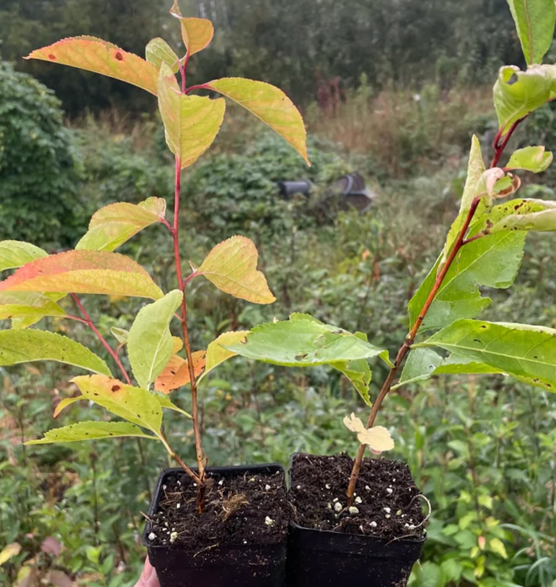 the elusive Canada wild plum, note the leaf margins, smooth bumps are called crenate, image 4 of 5