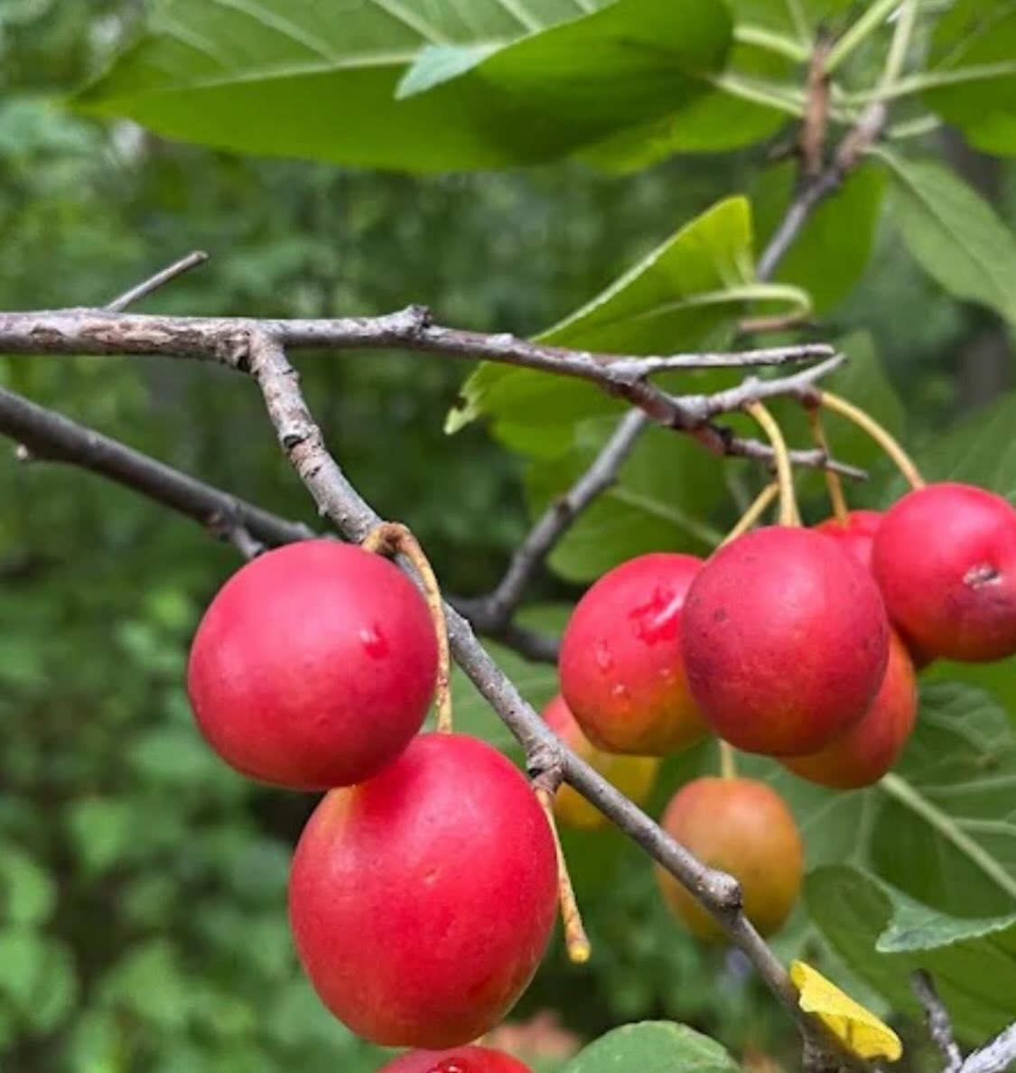 the elusive Canada wild plum, note the leaf margins, smooth bumps are called crenate, image 5 of 5