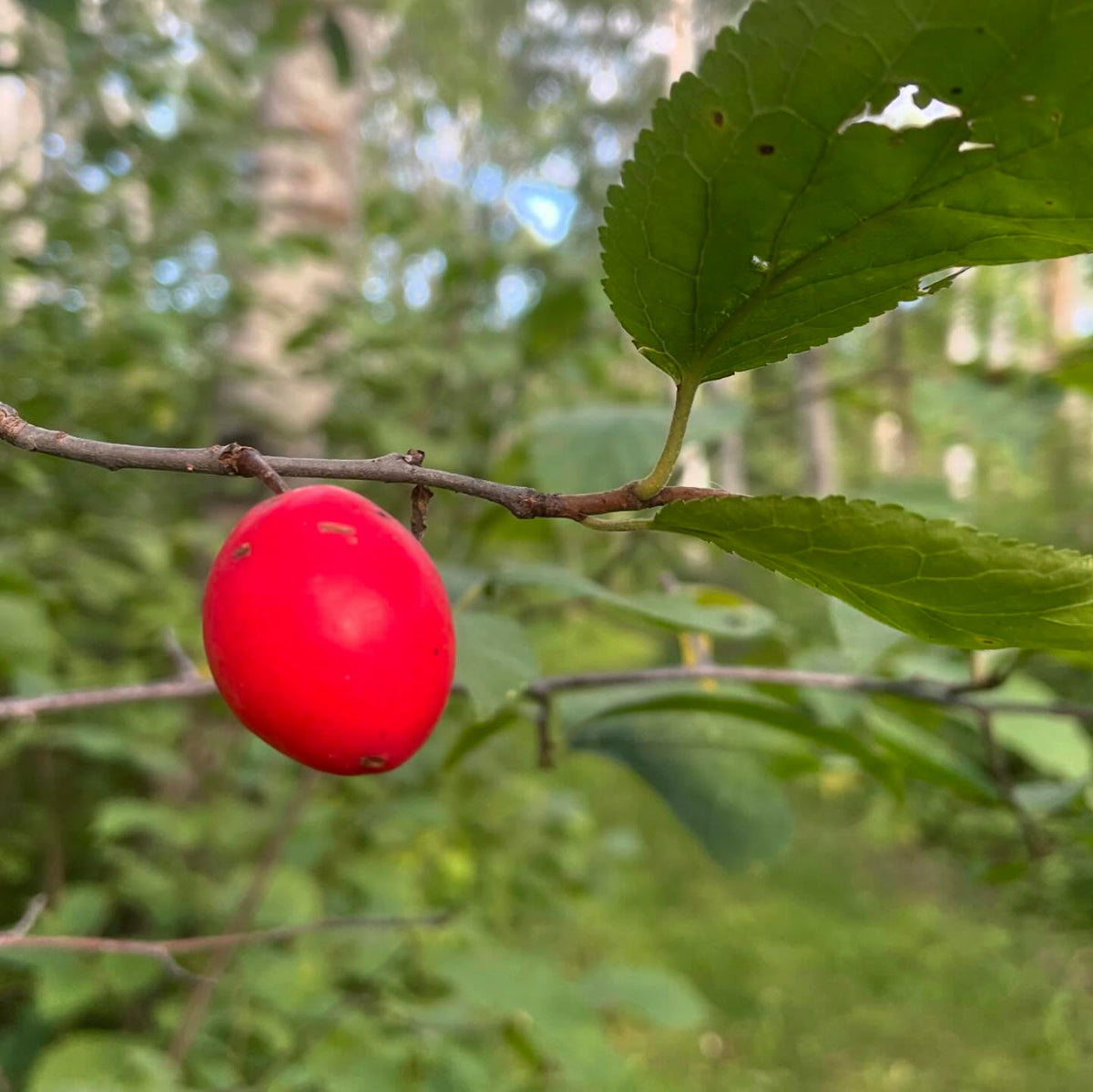 the elusive canada wild plum, prunus nigra, image 1 of 3
