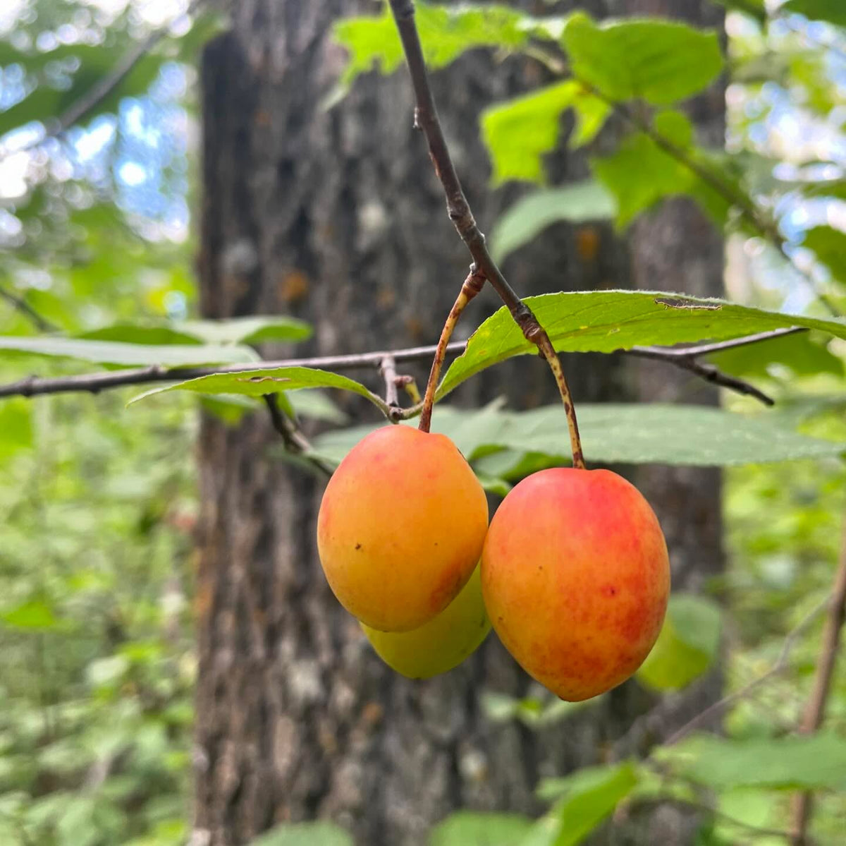 the elusive canada wild plum, prunus nigra, image 2 of 3