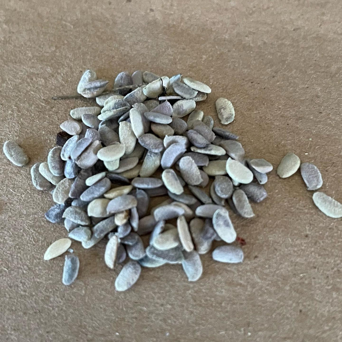 The following seeds are: wild sarsaparilla, wild raspberry, red elderberry, snowberry, Siberian peashrub, rhubarb, image 1 of 6