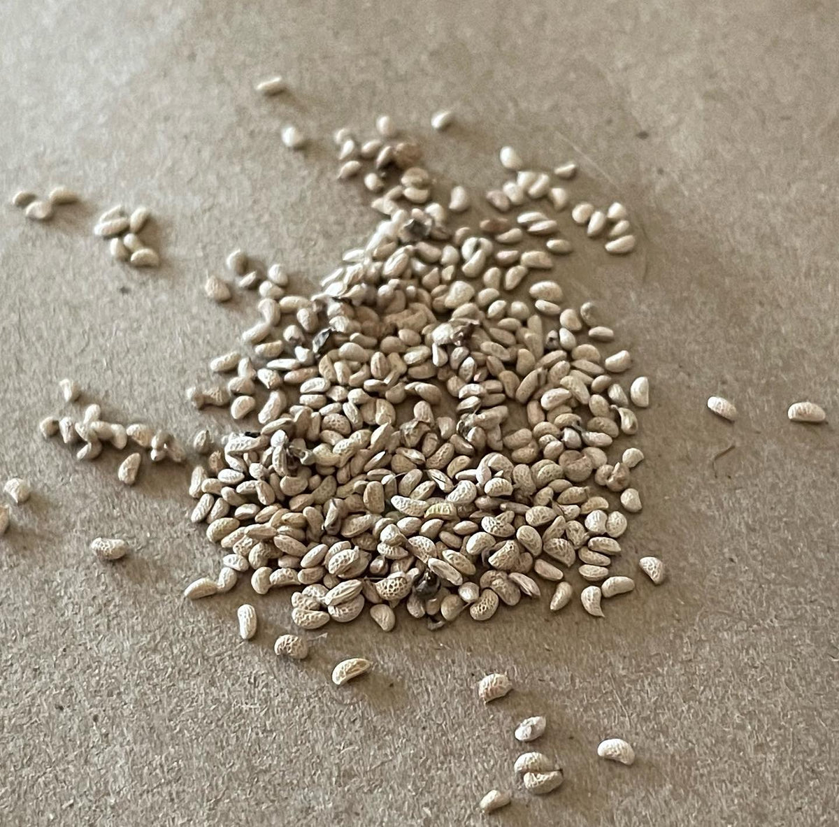 The following seeds are: wild sarsaparilla, wild raspberry, red elderberry, snowberry, Siberian peashrub, rhubarb, image 2 of 6
