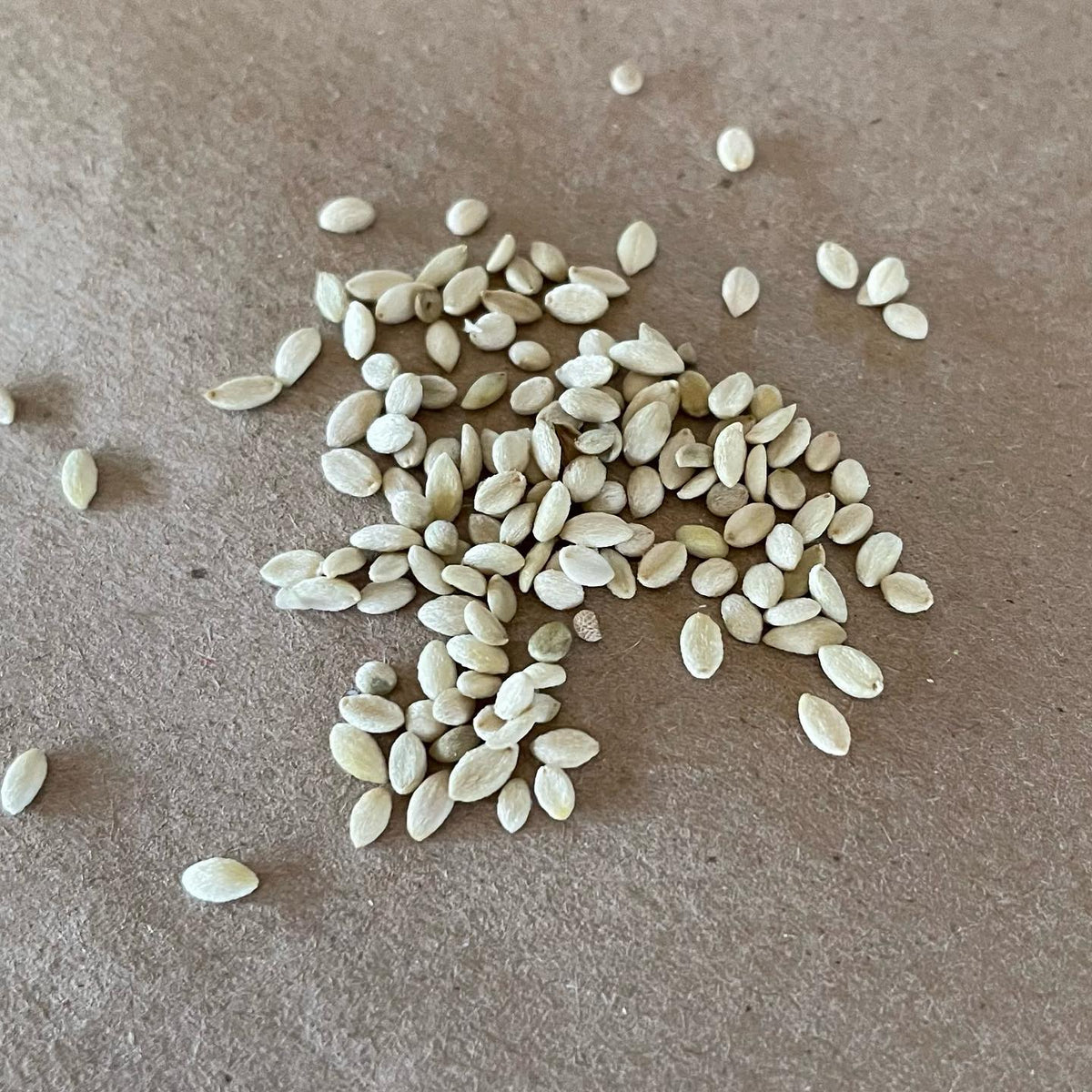 The following seeds are: wild sarsaparilla, wild raspberry, red elderberry, snowberry, Siberian peashrub, rhubarb, image 4 of 6