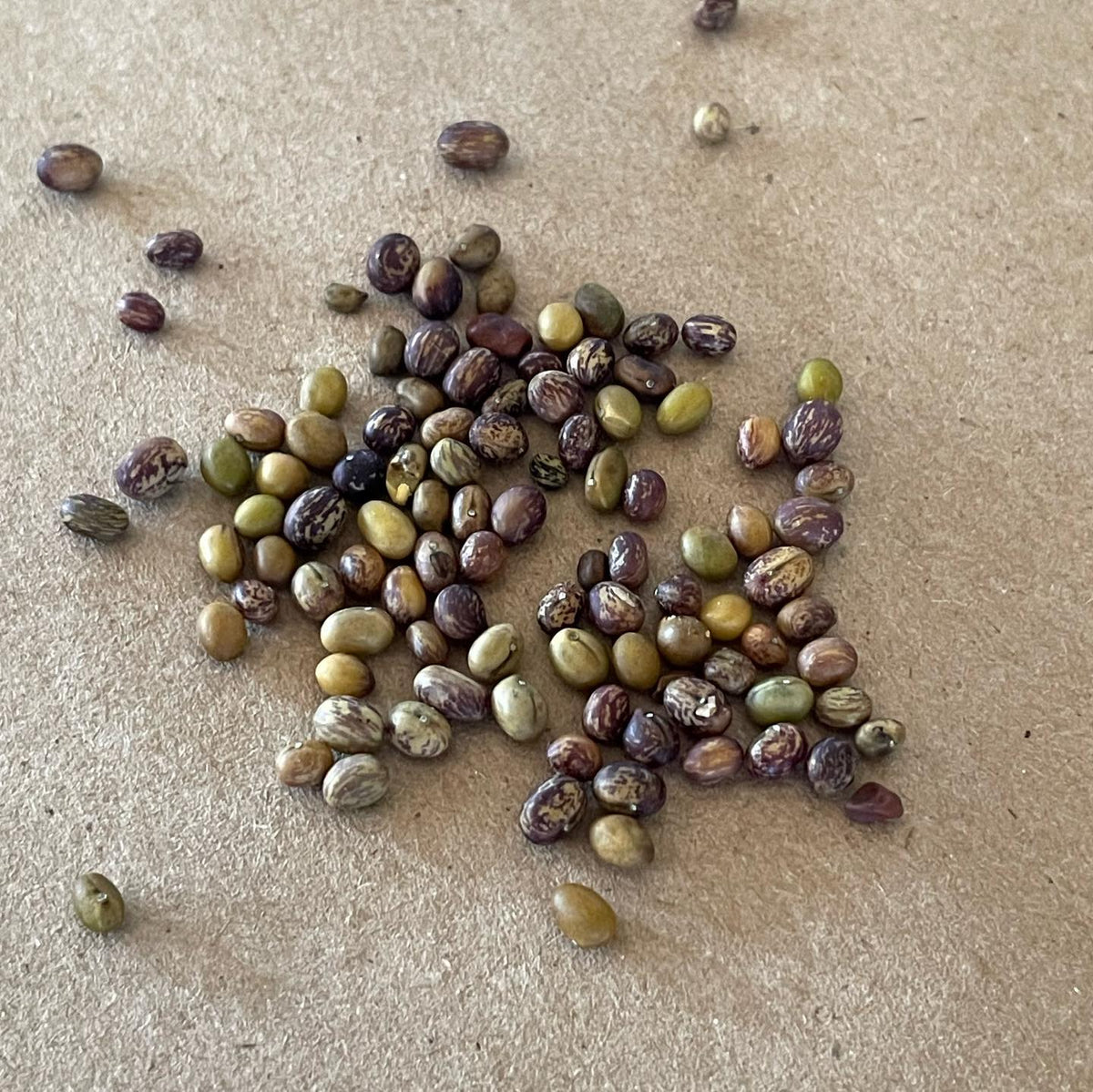 The following seeds are: wild sarsaparilla, wild raspberry, red elderberry, snowberry, Siberian peashrub, rhubarb, image 5 of 6