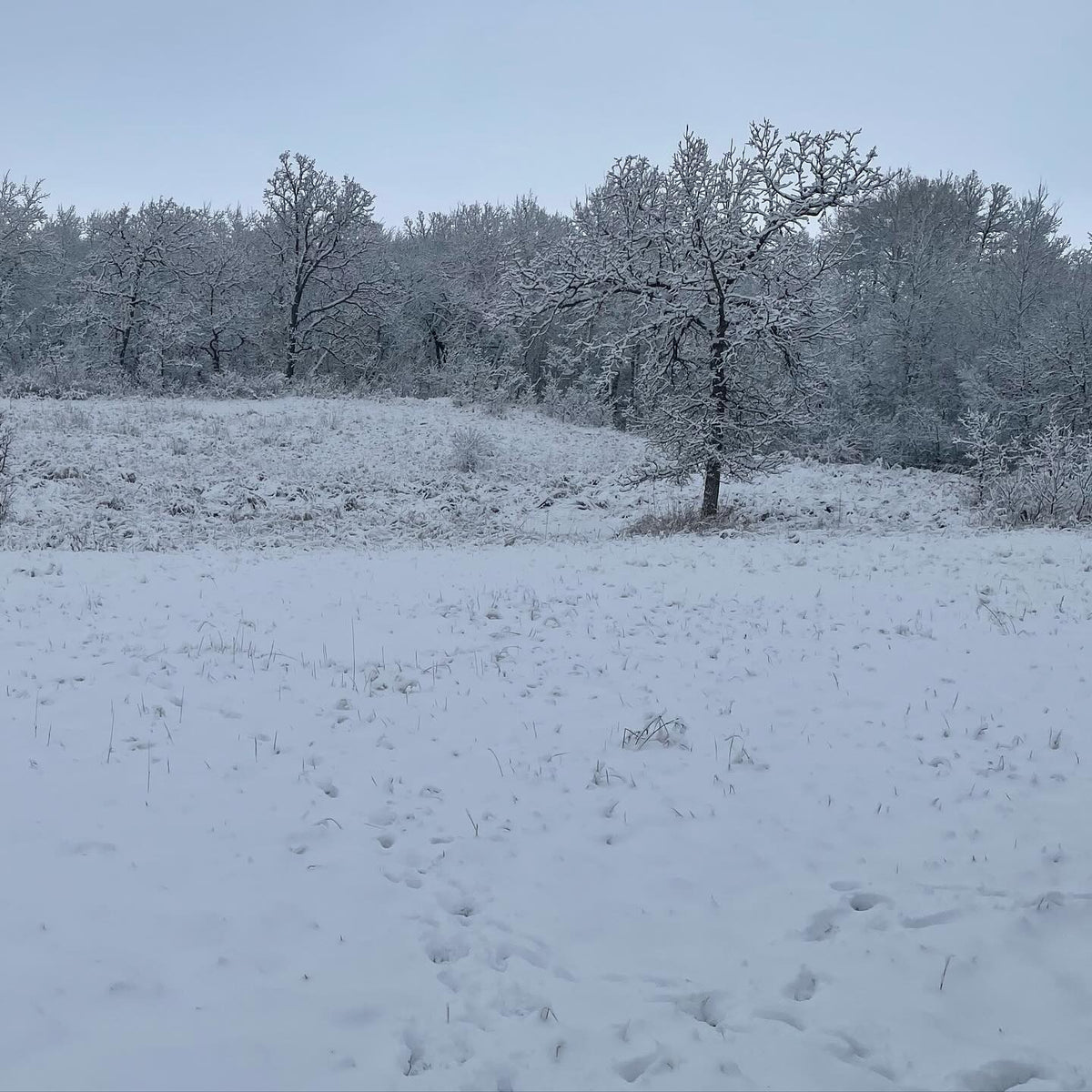 the most predictable thing happened, snow in nov