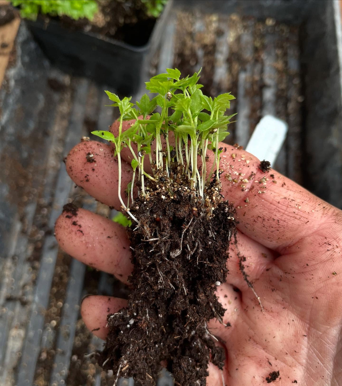 the most surprising thing about wild american black currants, Ribes americanum, is how good they taste, image 3 of 4
