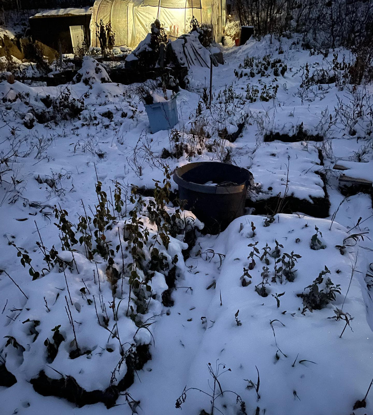 the nursery continues to be snow covered, there’s a few days just above freezing next week so we’ll see, image 1 of 3