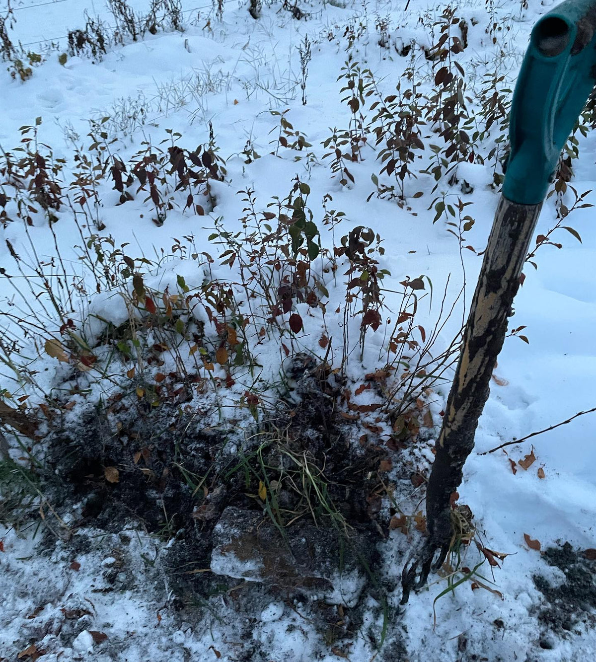 the nursery continues to be snow covered, there’s a few days just above freezing next week so we’ll see, image 2 of 3
