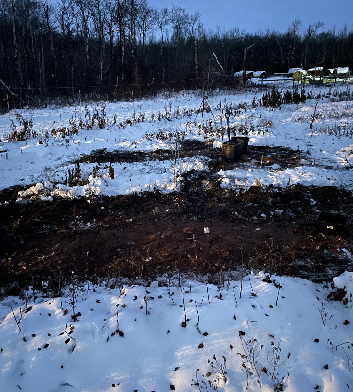 the nursery continues to be snow covered, there’s a few days just above freezing next week so we’ll see, image 3 of 3